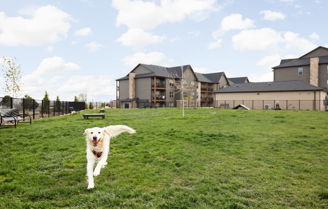 a dog running in a field with a building in the background