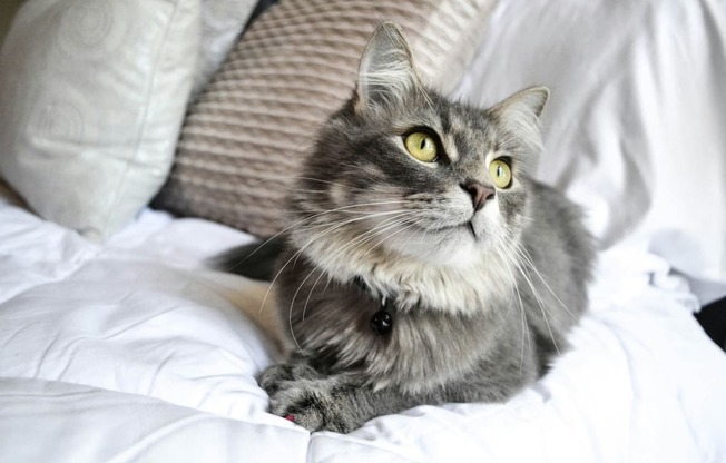 a gray and white cat laying on a bed