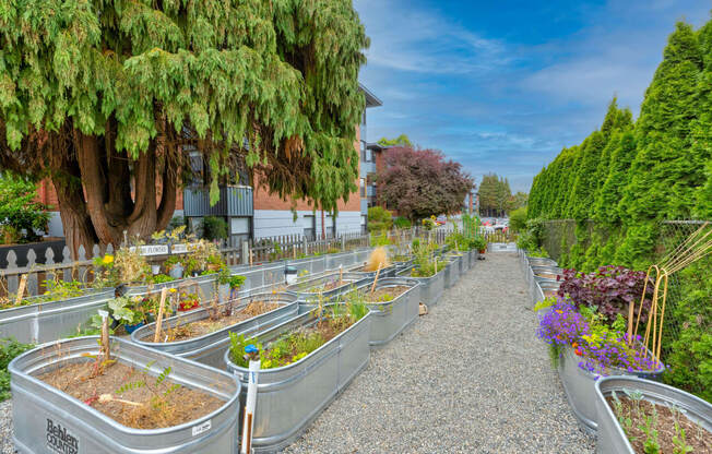 Community Garden Plots at Lock Vista, Seattle, 98107