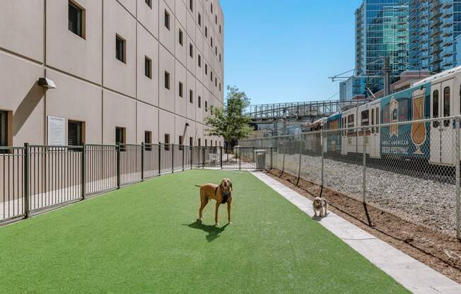 City House Apartments Dog Park with Dogs