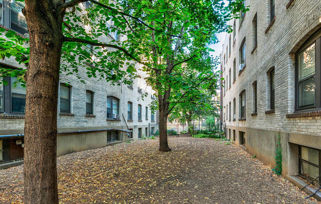 A tree in a courtyard surrounded by buildings.