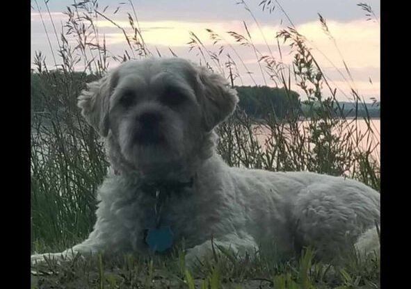 3 beds, 2 baths, 1,330 sqft, $1,865, Unit 3201