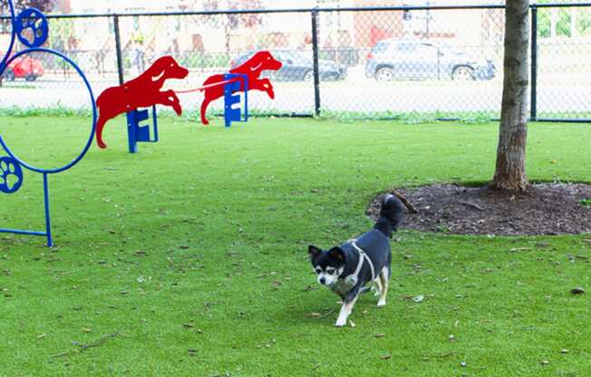 a dog running on the grass at a dog park