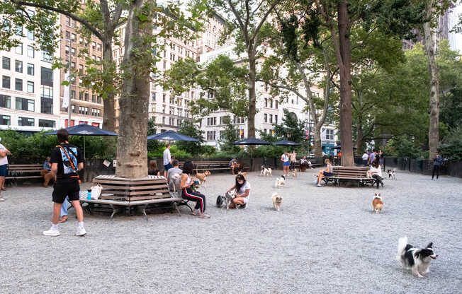 Fun for your four-legged friends at Madison Square Park.