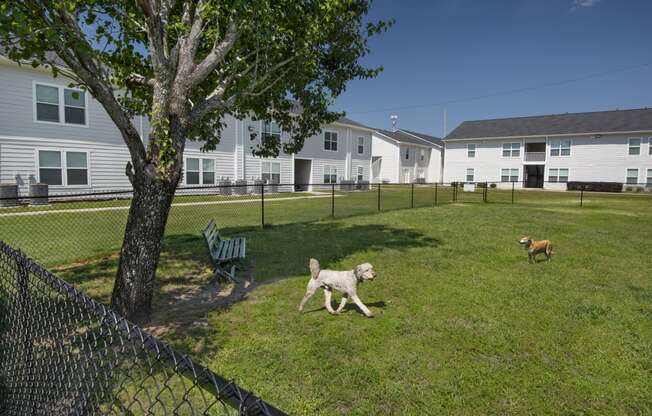 two dogs running in a fenced dog park in front of houses