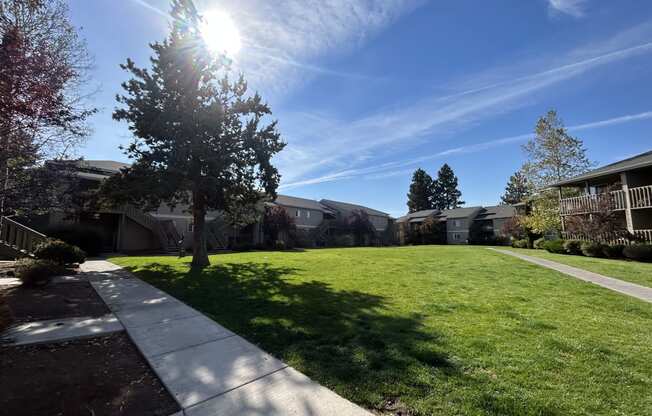 a sunny day with a tree in the middle of a grassy area