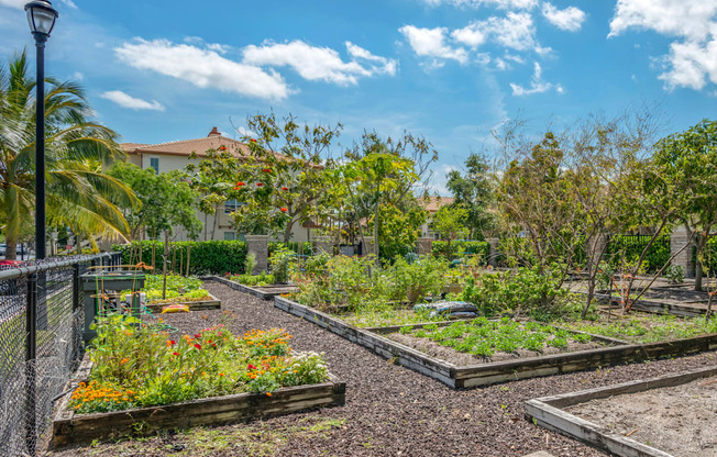 A garden with raised beds and a fence.
