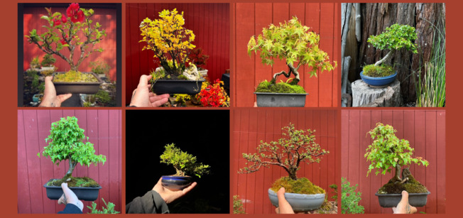 The Art of Bonsai for Apartment Dwellers