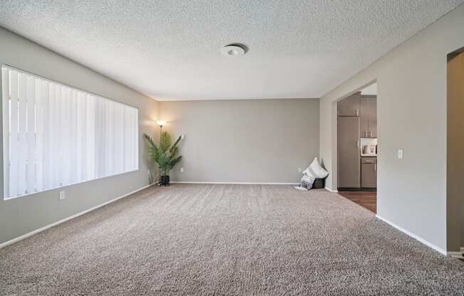 A room with a carpet, a plant, and a window with blinds.