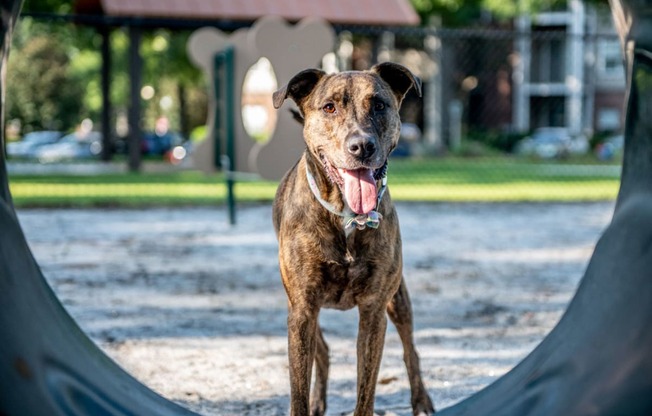 A dog enjoying the dog park at Polos at Hudson Corners Apartments, South Carolina 29650