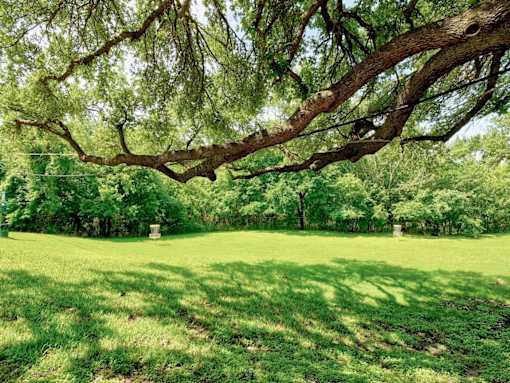 A large tree with a thick trunk and sprawling branches dominates the scene.