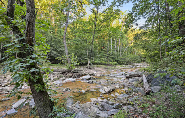 A stream flows through a forest with rocks and trees.