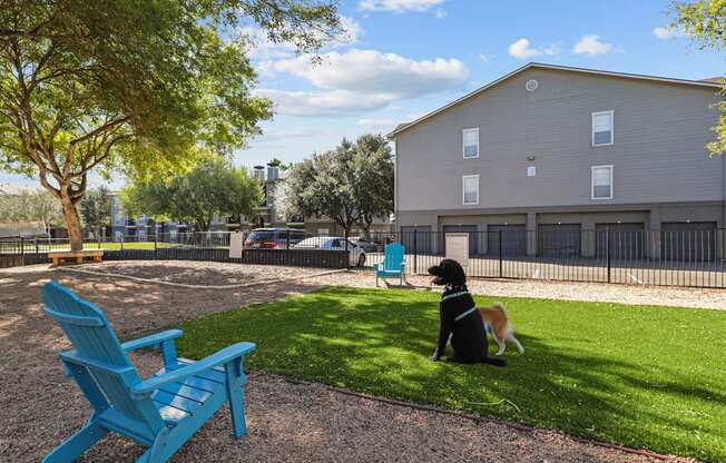 A dog sits on the grass next to a blue chair.