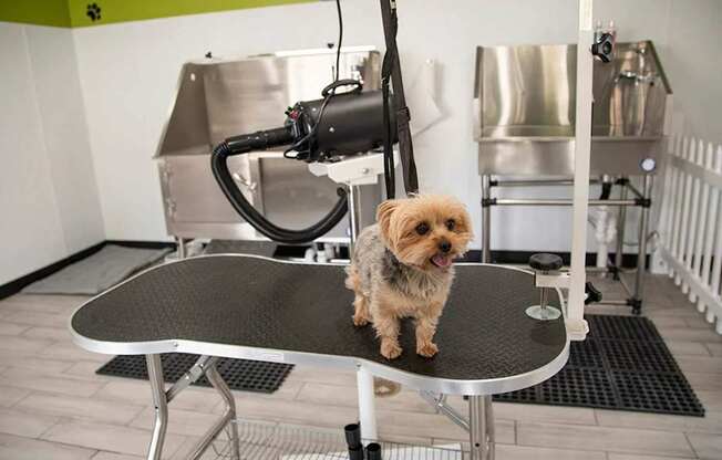 A small dog is sitting on a grooming table in a salon.