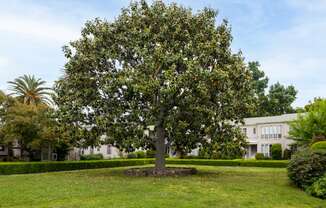 a large tree in a grassy area with a building in the background