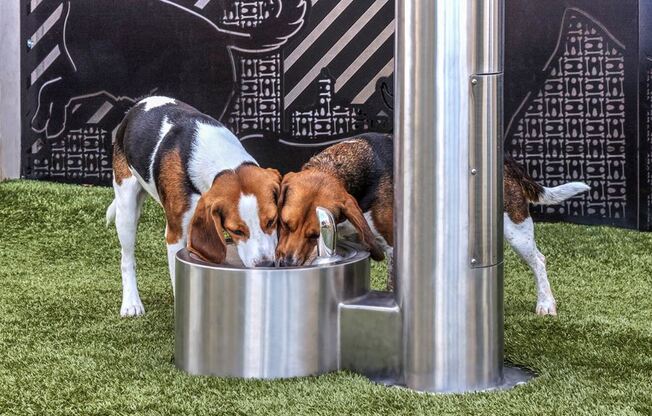 Apartments in Vienna VA near PwC - The Reserve at Tysons Corner dog park