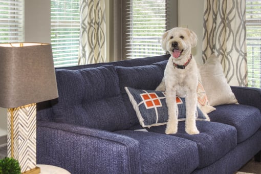 a dog sitting on a couch in a living room