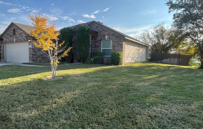 8502 MEXICAN ALDER