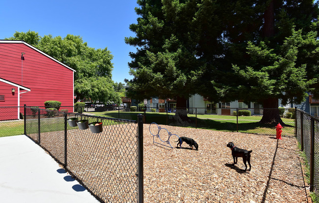 two dogs in a fenced in area with a red barn in the background