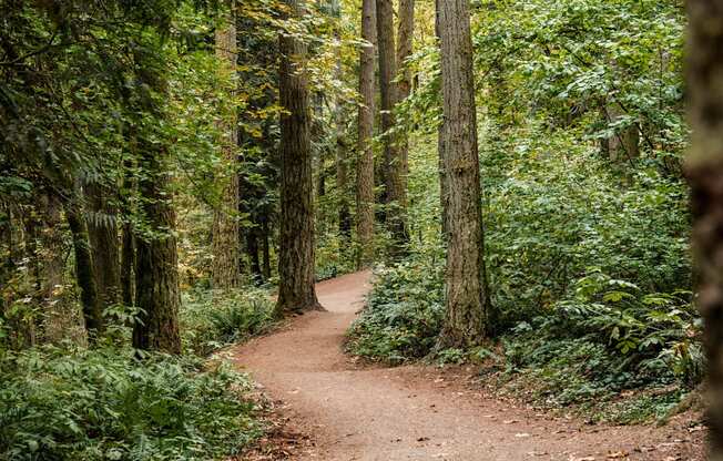 A winding dirt trail through a forest of tall trees.