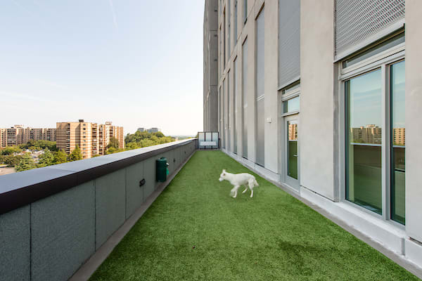 a dog running on a roof terrace