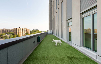 a dog running on a roof terrace