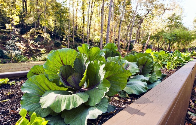 Walton on the Chattahoochee Vegetable Garden, Atlanta GA