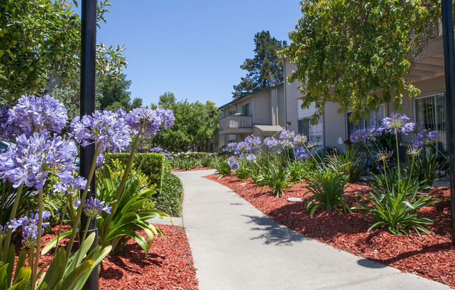 a sidewalk in front of a building with purple flowers at Campbell West, Campbell California