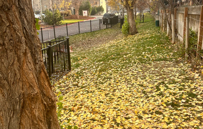 Fenced in dog park with yellow leaves on the grass