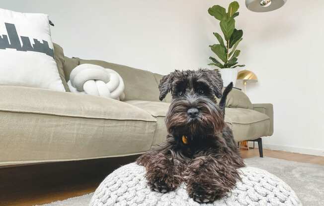 a small dog sitting on a rug in a living room