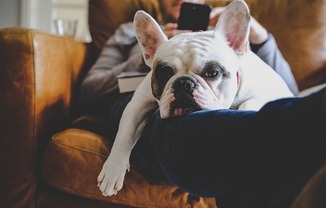 Pet friendly apartments