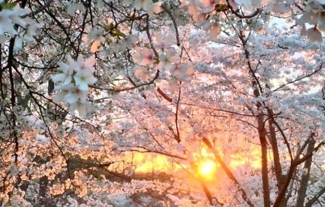 A tree with pink blossoms is in the foreground with the sun setting in the background.