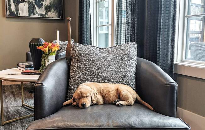 Dog Friendly Community at The Ellis, Savannah, GA