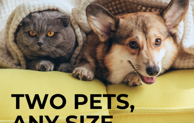 Pet-friendly apartments