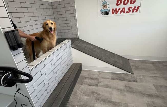 A dog is sitting on a bench in a self-serve dog wash.