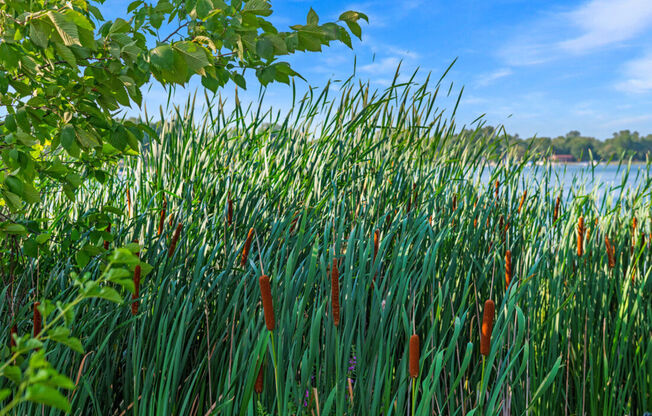 Elizabeth Lake Estates