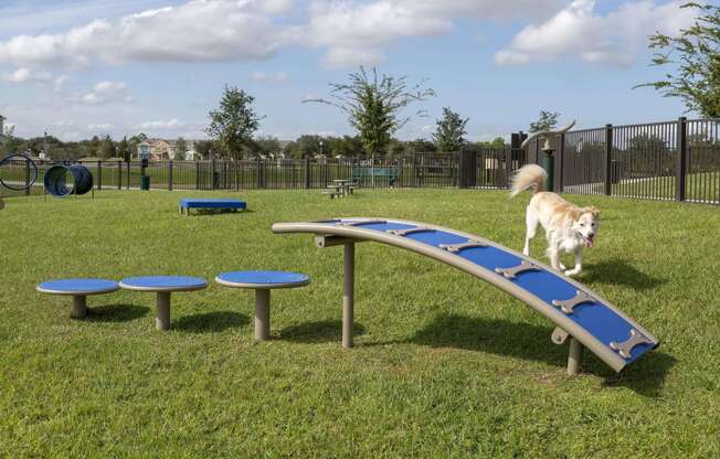 Dog Park with agility course