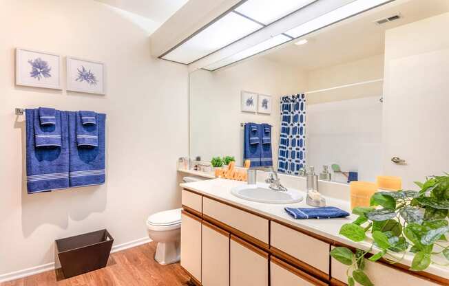 a bathroom with a sink and a toilet and a mirror