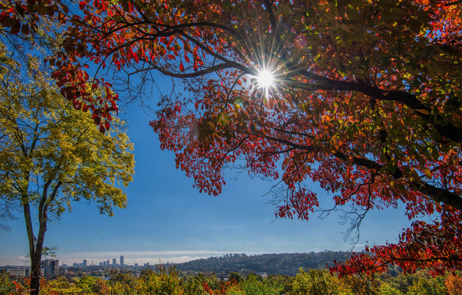 the sun shines through the branches of a tree with red leaves