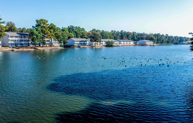 a large body of water with ducks swimming in it