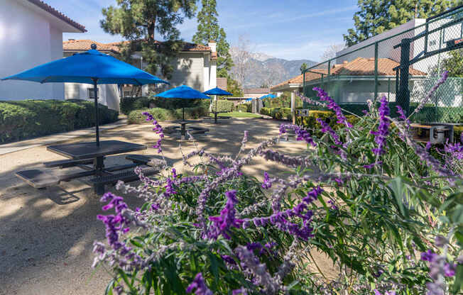 A patio with blue umbrellas and purple flowers.