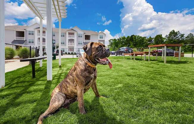 A dog with a collar is sitting on the grass.