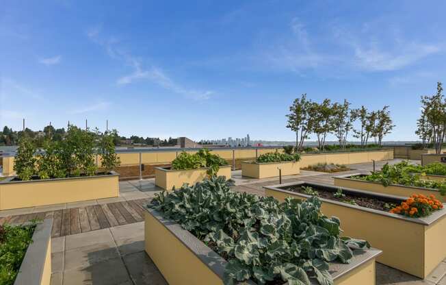Rooftop Community Garden with Gorgeous Views at The Whittaker, 4755 Fauntleroy Way, Seattle