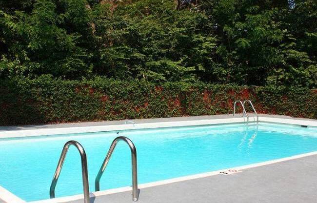 A small pool surrounded by trees and bushes.