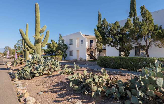 A white house with a cactus in front of it.