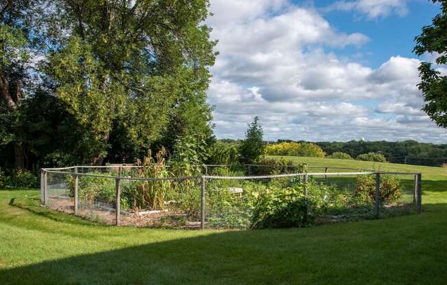 Outdoor community garden with wire fence and overflowing plant life