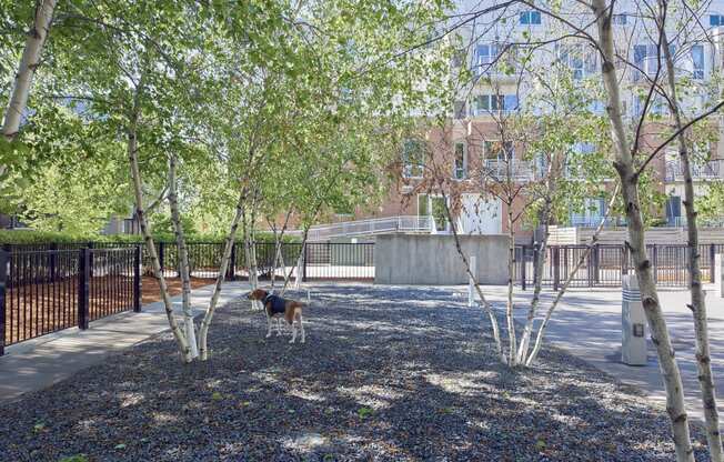 a dog standing in a fenced in area with trees