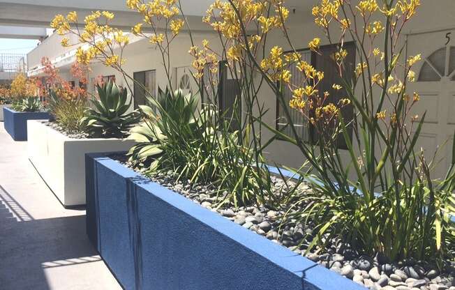 Beautiful Yellow and Orange Kangaroo Paw Plants in white and blue planters
