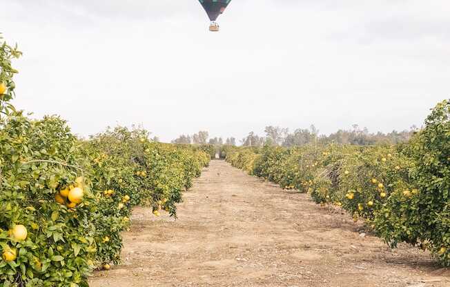 a hot air balloon flying over a dirt road and orange trees at Arrive Temecula, California ,92591