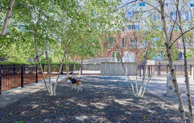 A dog is walking through a park with trees and a fence.